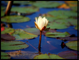 Water Lily